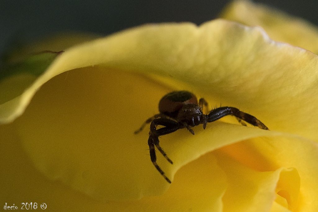 Synema globosus - Figline Valdarno (FI)